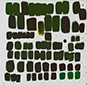 Ansicht: Palette (Green Gradiant)